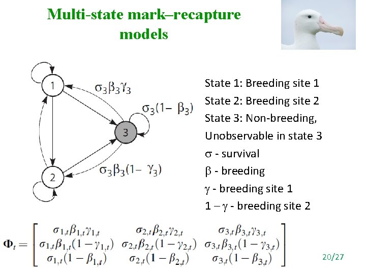 Multi-state mark–recapture models State 1: Breeding site 1 State 2: Breeding site 2 State
