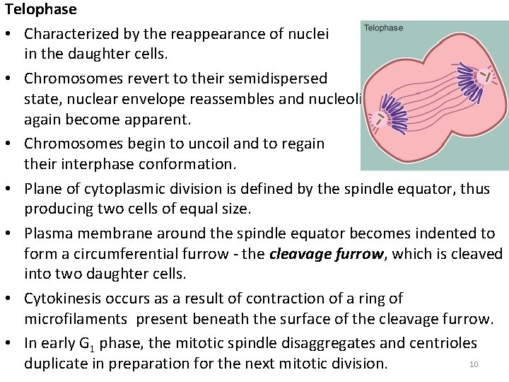 Telophase • Characterized by the reappearance of nuclei in the daughter cells. • Chromosomes