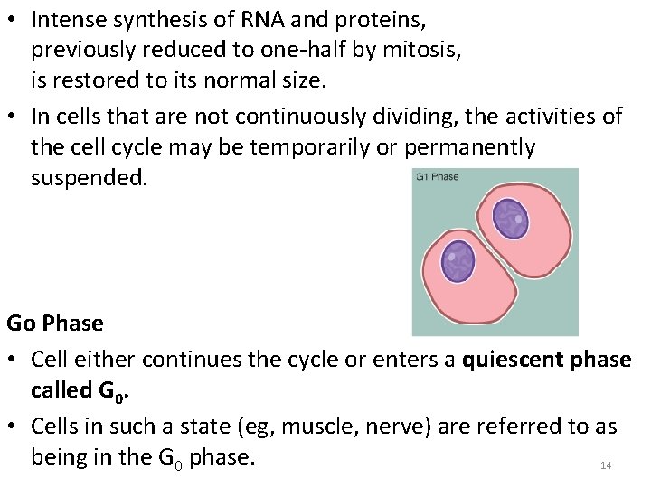  • Intense synthesis of RNA and proteins, previously reduced to one-half by mitosis,