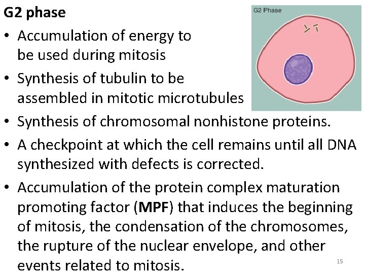 G 2 phase • Accumulation of energy to be used during mitosis • Synthesis