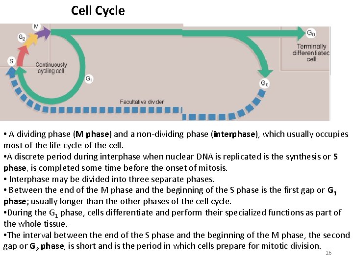 Cell Cycle • A dividing phase (M phase) and a non-dividing phase (interphase), which