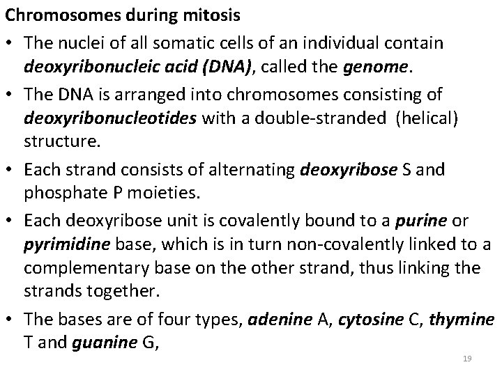Chromosomes during mitosis • The nuclei of all somatic cells of an individual contain