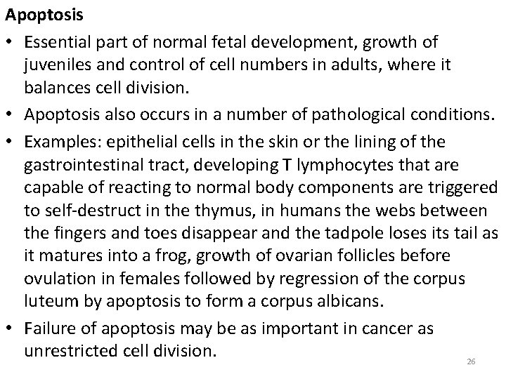 Apoptosis • Essential part of normal fetal development, growth of juveniles and control of