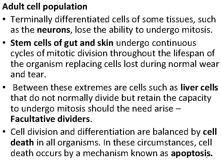 Adult cell population • Terminally differentiated cells of some tissues, such as the neurons,