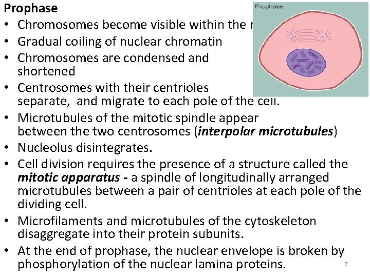 Prophase • Chromosomes become visible within the nucleus. • Gradual coiling of nuclear chromatin