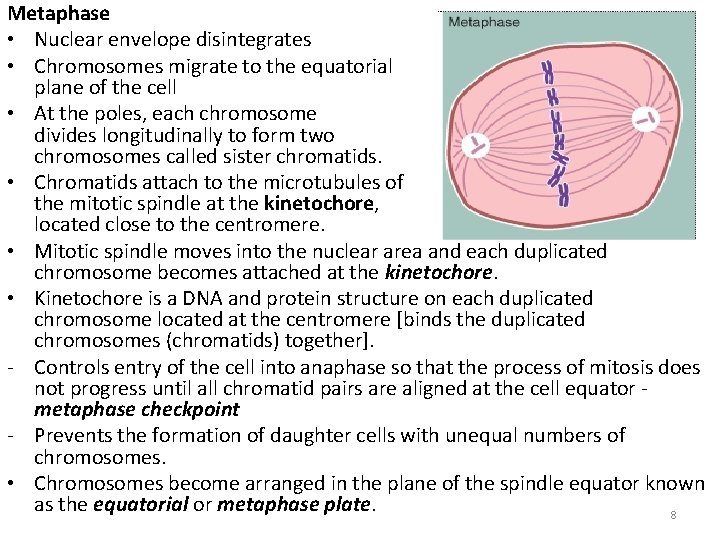 Metaphase • Nuclear envelope disintegrates • Chromosomes migrate to the equatorial plane of the
