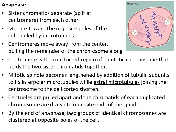 Anaphase • Sister chromatids separate (split at the centromere) from each other • Migrate