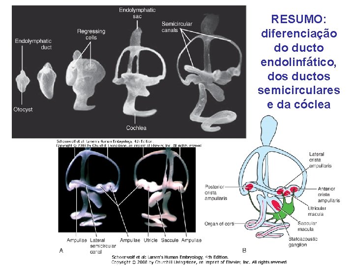 RESUMO: diferenciação do ducto endolinfático, dos ductos semicirculares e da cóclea 