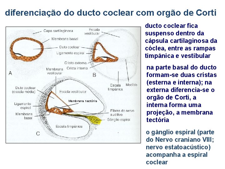 diferenciação do ducto coclear com orgão de Corti ducto coclear fica suspenso dentro da
