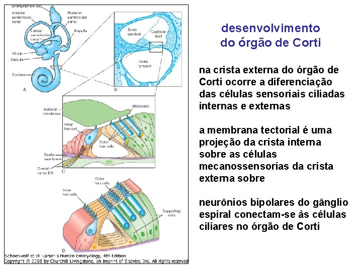 desenvolvimento do órgão de Corti na crista externa do órgão de Corti ocorre a