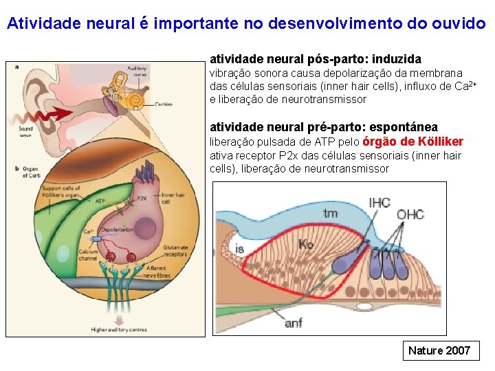 Atividade neural é importante no desenvolvimento do ouvido atividade neural pós-parto: induzida vibração sonora