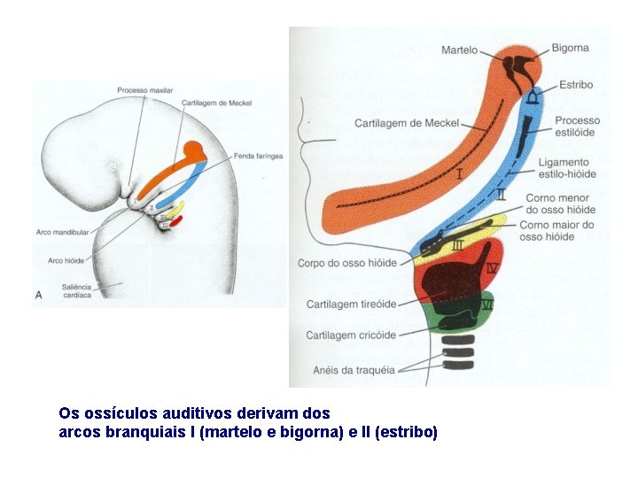 Os ossículos auditivos derivam dos arcos branquiais I (martelo e bigorna) e II (estribo)