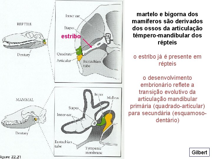 estribo martelo e bigorna dos mamíferos são derivados ossos da articulação témpero-mandibular dos répteis