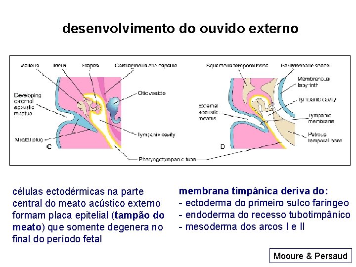 desenvolvimento do ouvido externo células ectodérmicas na parte central do meato acústico externo formam