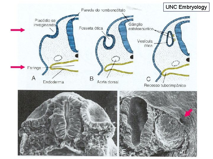 UNC Embryology 