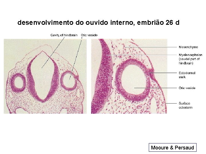 desenvolvimento do ouvido interno, embrião 26 d Mooure & Persaud 