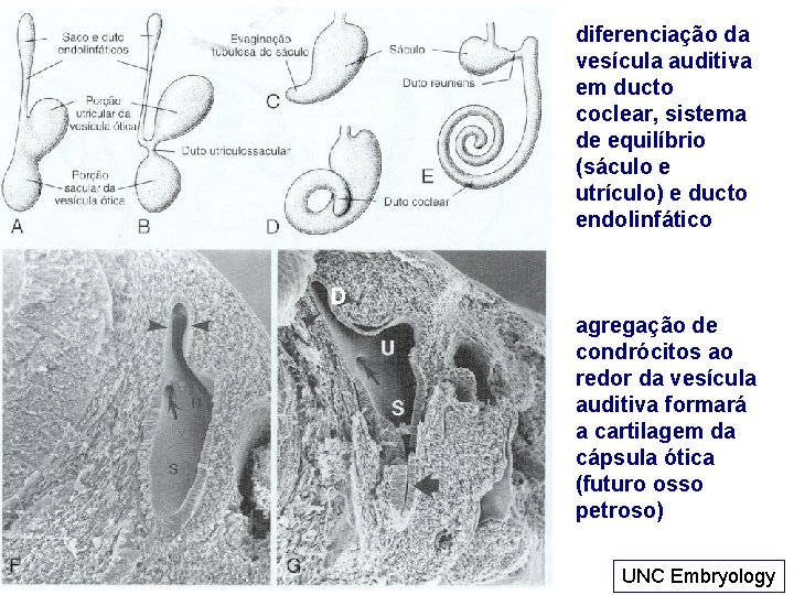 diferenciação da vesícula auditiva em ducto coclear, sistema de equilíbrio (sáculo e utrículo) e