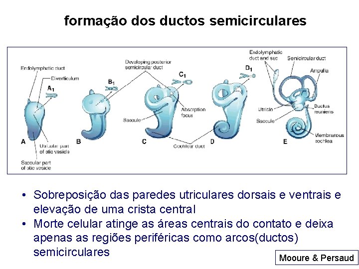 formação dos ductos semicirculares • Sobreposição das paredes utriculares dorsais e ventrais e elevação