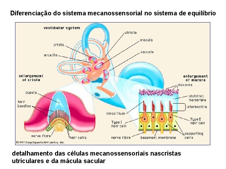 Diferenciação do sistema mecanossensorial no sistema de equilíbrio detalhamento das células mecanossensoriais nascristas utriculares