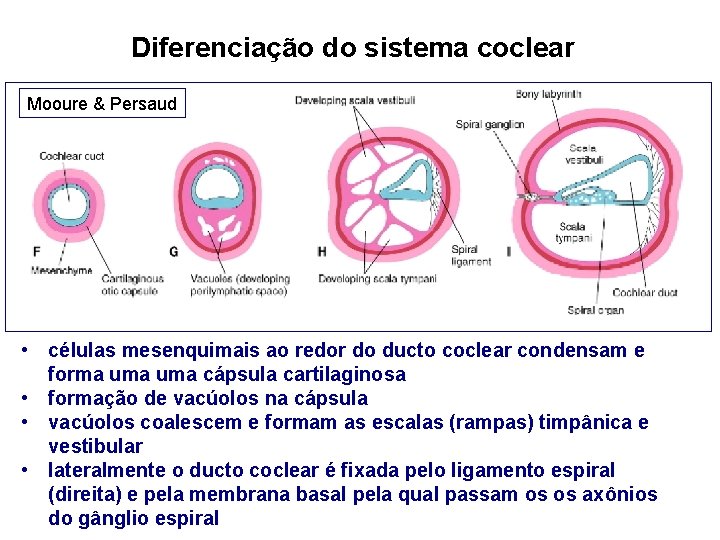 Diferenciação do sistema coclear Mooure & Persaud • células mesenquimais ao redor do ducto