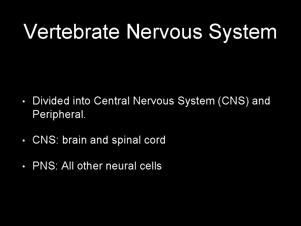 Vertebrate Nervous System • Divided into Central Nervous System (CNS) and Peripheral. • CNS: