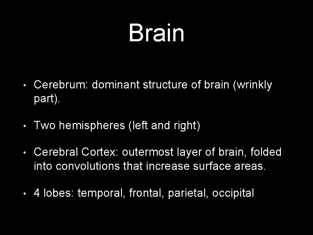 Brain • Cerebrum: dominant structure of brain (wrinkly part). • Two hemispheres (left and