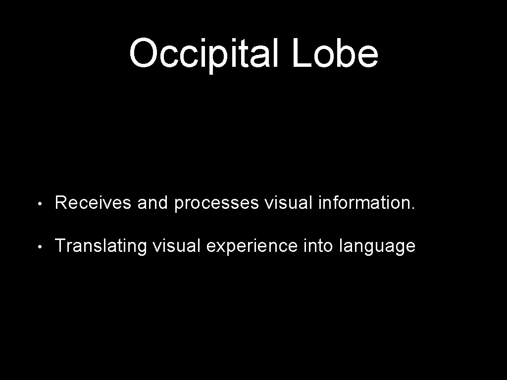 Occipital Lobe • Receives and processes visual information. • Translating visual experience into language