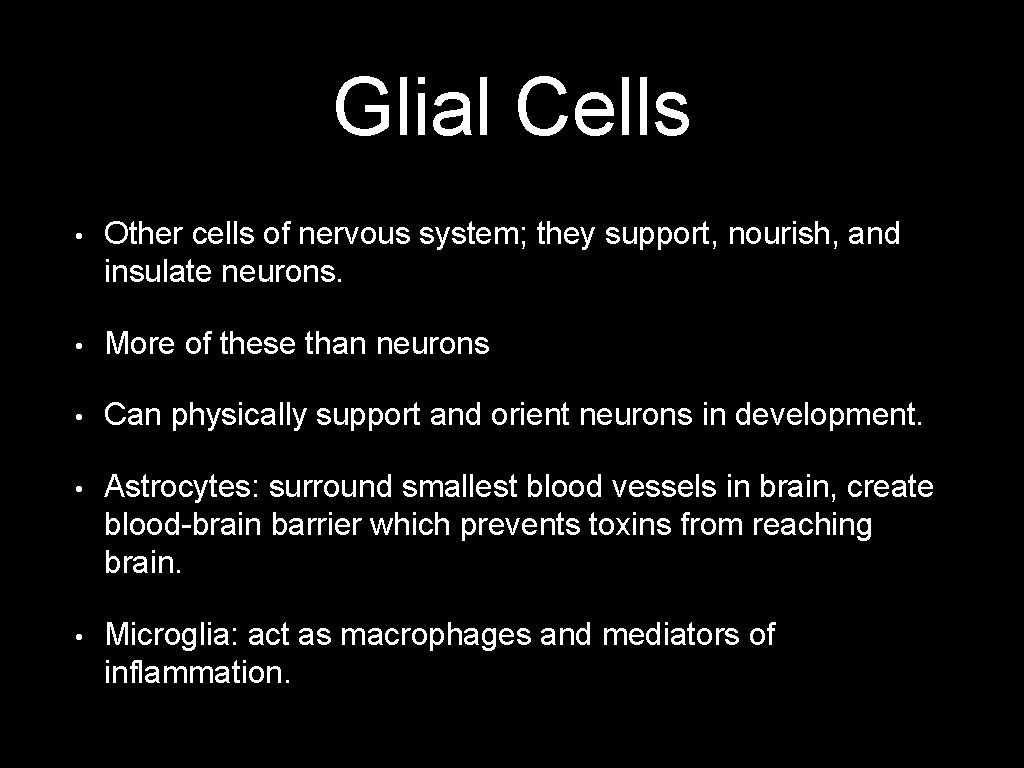 Glial Cells • Other cells of nervous system; they support, nourish, and insulate neurons.