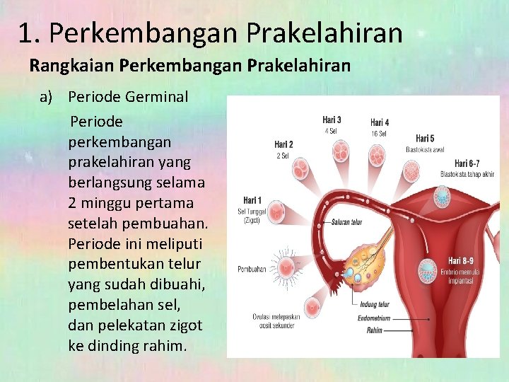 1. Perkembangan Prakelahiran Rangkaian Perkembangan Prakelahiran a) Periode Germinal Periode perkembangan prakelahiran yang berlangsung