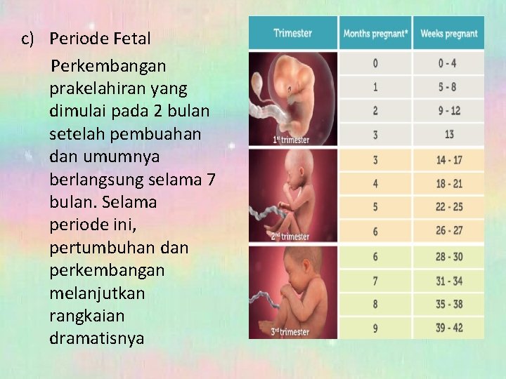 c) Periode Fetal Perkembangan prakelahiran yang dimulai pada 2 bulan setelah pembuahan dan umumnya