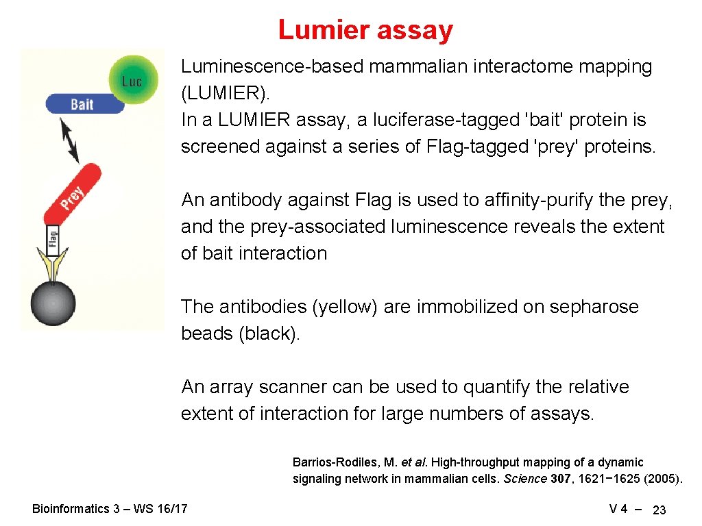 Lumier assay Luminescence-based mammalian interactome mapping (LUMIER). In a LUMIER assay, a luciferase-tagged 'bait'