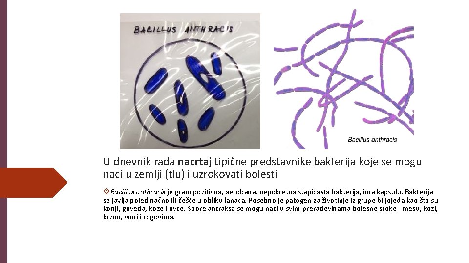 U dnevnik rada nacrtaj tipične predstavnike bakterija koje se mogu naći u zemlji (tlu)