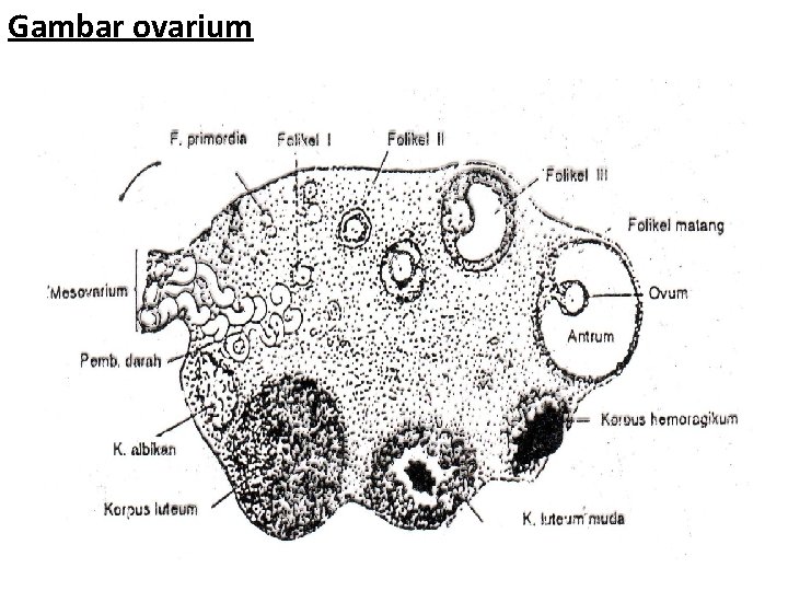 Gambar ovarium 