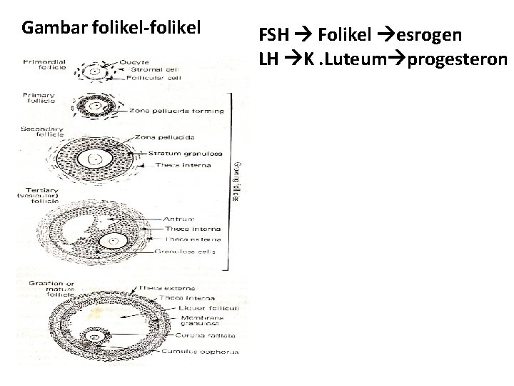 Gambar folikel-folikel FSH Folikel esrogen LH K. Luteum progesteron 