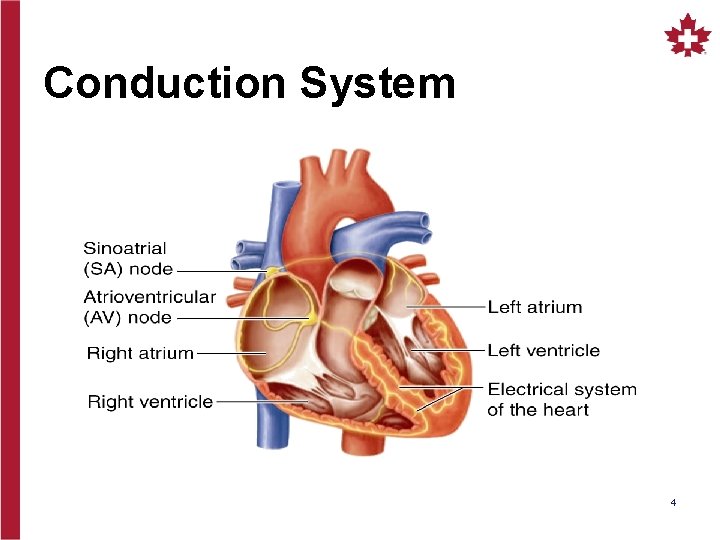 Conduction System 4 