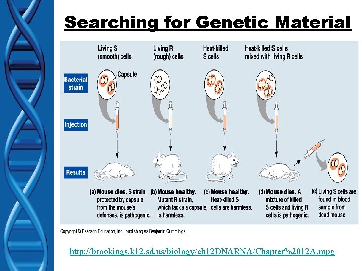 Searching for Genetic Material http: //brookings. k 12. sd. us/biology/ch 12 DNARNA/Chapter%2012 A. mpg