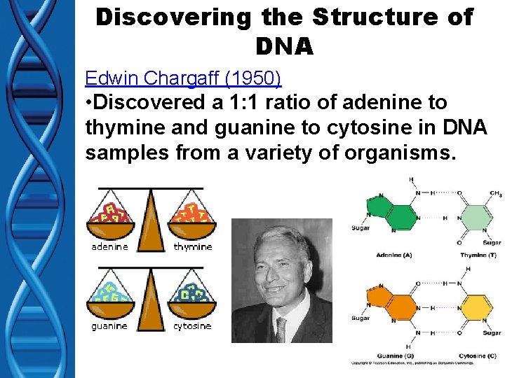 Discovering the Structure of DNA Edwin Chargaff (1950) • Discovered a 1: 1 ratio