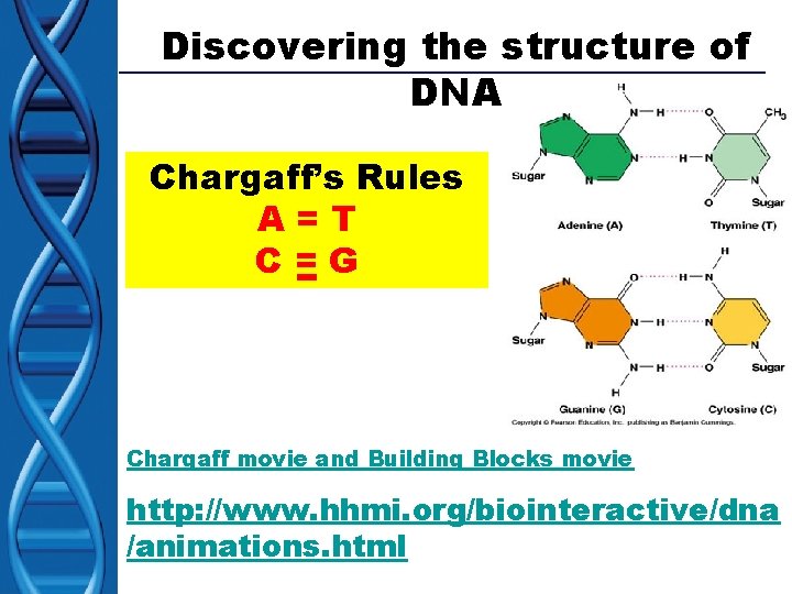 Discovering the structure of DNA Chargaff’s Rules A=T C=G Chargaff movie and Building Blocks