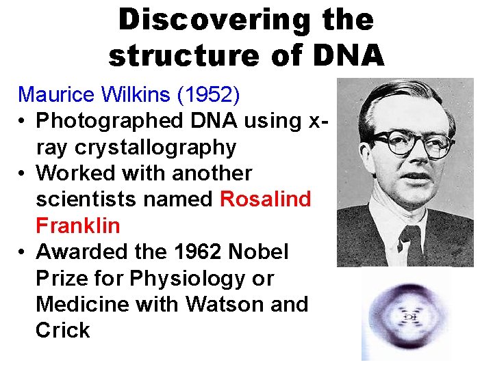 Discovering the structure of DNA Maurice Wilkins (1952) • Photographed DNA using xray crystallography