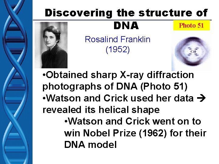 Discovering the structure of Photo 51 DNA Rosalind Franklin (1952) • Obtained sharp X-ray