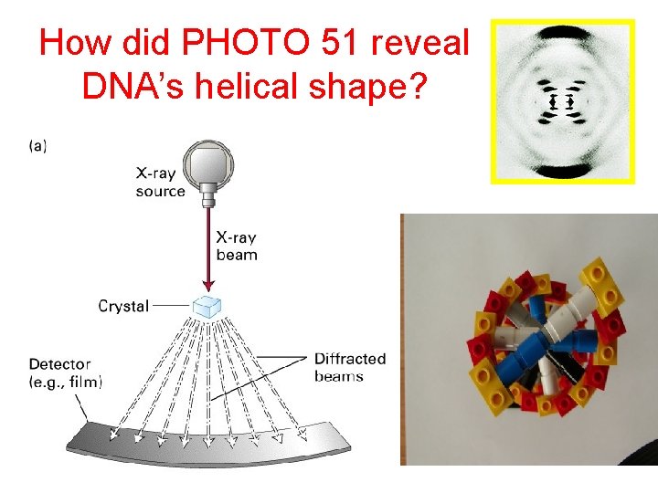 How did PHOTO 51 reveal DNA’s helical shape? 