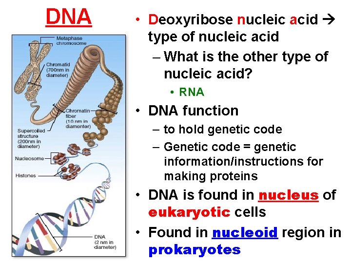 DNA • Deoxyribose nucleic acid type of nucleic acid – What is the other