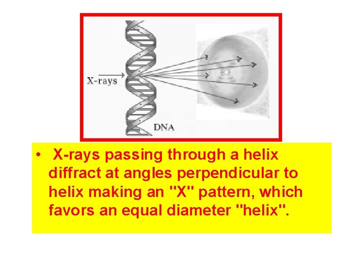  • X-rays passing through a helix diffract at angles perpendicular to helix making