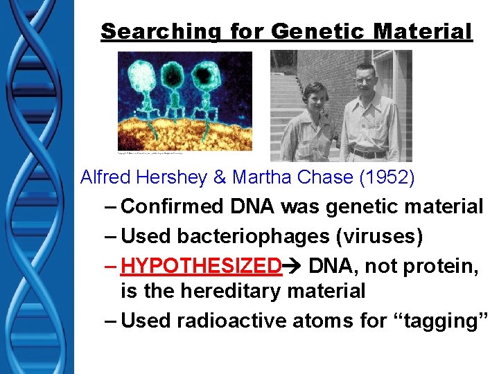 Searching for Genetic Material Alfred Hershey & Martha Chase (1952) – Confirmed DNA was