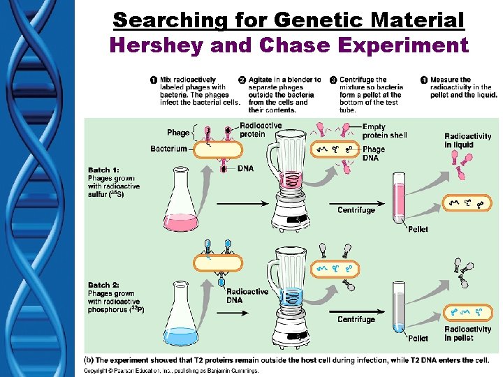 Searching for Genetic Material Hershey and Chase Experiment 