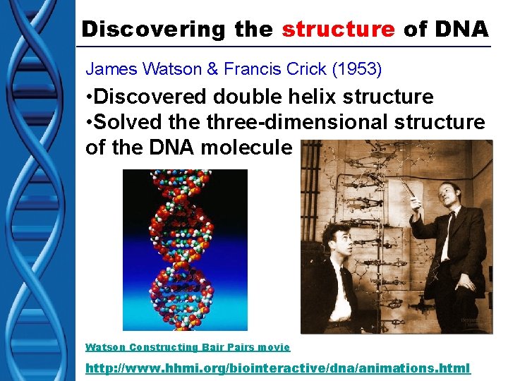 Discovering the structure of DNA James Watson & Francis Crick (1953) • Discovered double