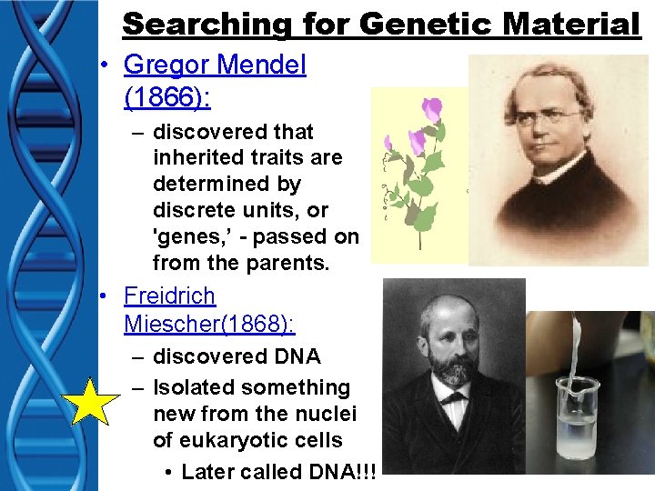 Searching for Genetic Material • Gregor Mendel (1866): – discovered that inherited traits are