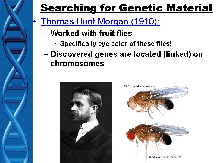 Searching for Genetic Material • Thomas Hunt Morgan (1910): – Worked with fruit flies
