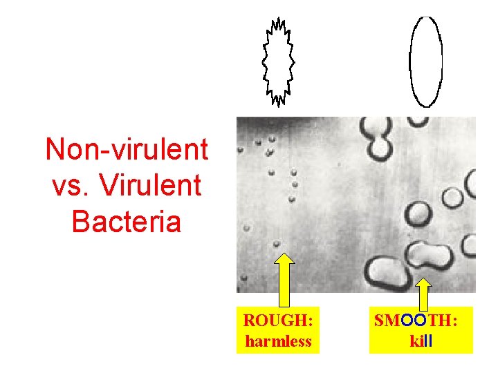 Non-virulent vs. Virulent Bacteria ROUGH: harmless SMOOTH: kill 