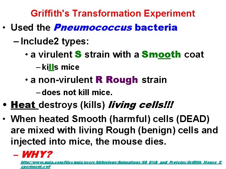 Griffith's Transformation Experiment • Used the Pneumococcus bacteria – Include 2 types: • a